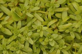 Attēlu rezultāti vaicājumam “Callitriche verna leaf”