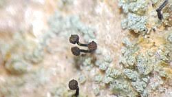 Attēlu rezultāti vaicājumam “Chaenotheca ferruginea”