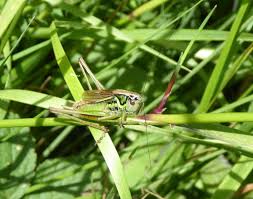 Attēlu rezultāti vaicājumam “Metrioptera roeselii”