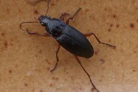 Attēlu rezultāti vaicājumam “Pseudoophonus rufipes”