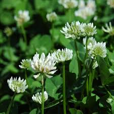 Attēlu rezultāti vaicājumam “Trifolium repens flower”