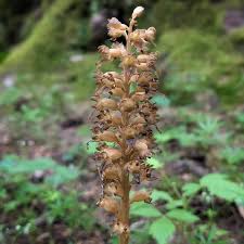 Attēlu rezultāti vaicājumam “Neottia nidus-avis”