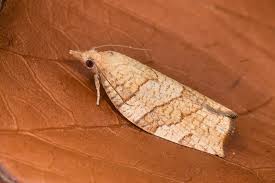 Attēlu rezultāti vaicājumam “Pandemis corylana”