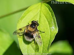 Attēlu rezultāti vaicājumam “Volucella bombylans”