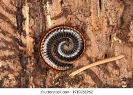 Attēlu rezultāti vaicājumam “Ommatoiulus sabulosus aimatopodus”