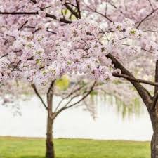 Attēlu rezultāti vaicājumam “Prunus (sakura)”