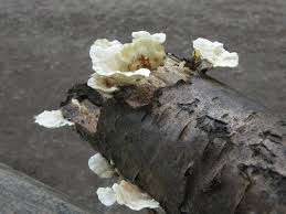 Attēlu rezultāti vaicājumam “Antrodiella faginea”