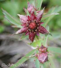 Attēlu rezultāti vaicājumam “Comarum palustre flower”