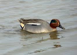 Attēlu rezultāti vaicājumam “Anas crecca”