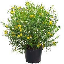 Image result for Johanniskraut