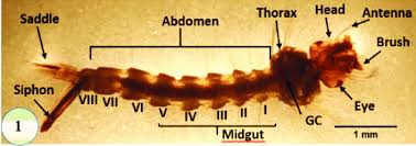 Attēlu rezultāti vaicājumam “Culex pipiens larva”