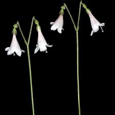 Attēlu rezultāti vaicājumam “Linnaea borealis flower”