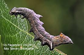 Attēlu rezultāti vaicājumam “Notodonta ziczac”