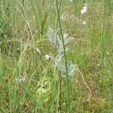 Attēlu rezultāti vaicājumam “Salix myrtilloides”