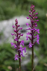 Attēlu rezultāti vaicājumam “Gymnadenia conopsea”