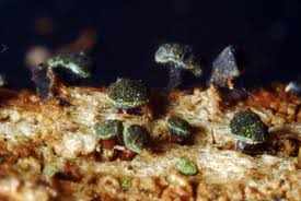 Attēlu rezultāti vaicājumam “Calicium adspersum”