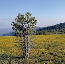 Attēlu rezultāti vaicājumam “Pinus sibirica”