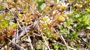 Attēlu rezultāti vaicājumam “Saxifraga tridactylites flower”