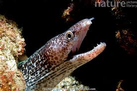 Image result for Gymnothorax moringa