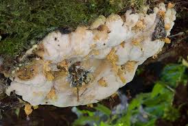 Attēlu rezultāti vaicājumam “Skeletocutis odora”