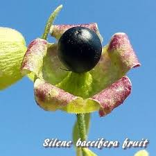Attēlu rezultāti vaicājumam “Silene baccifera fruit”