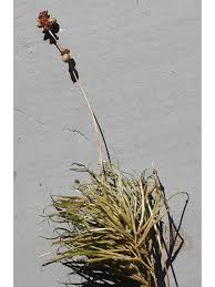 Attēlu rezultāti vaicājumam “Stuckenia pectinata”