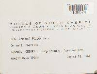 Attēlu rezultāti vaicājumam “Didymodon fallax var. brevifolius”