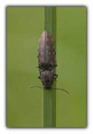 Attēlu rezultāti vaicājumam “Actenicerus sjaelandicus”