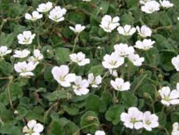 Attēlu rezultāti vaicājumam “Diderma montanum var. album stalked”