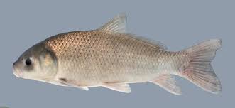 Image result for Ictiobus bubalus