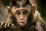 photo of Monkey sangeh