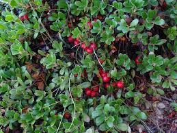 Attēlu rezultāti vaicājumam “Arctostaphylos uva-ursi fruit”