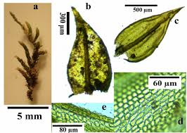 Attēlu rezultāti vaicājumam “Campyliadelphus elodes”