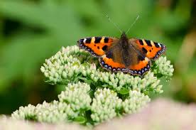 Image result for Small Tortoiseshell