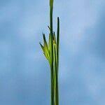 Attēlu rezultāti vaicājumam “Rhynchospora alba leaf”