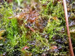 Attēlu rezultāti vaicājumam “Cladopodiella francisci”