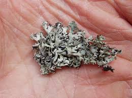 Attēlu rezultāti vaicājumam “Hypogymnia physodes”