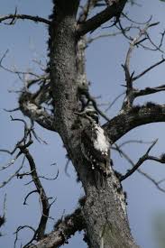 Attēlu rezultāti vaicājumam “Picoides tridactylus”