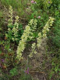 Attēlu rezultāti vaicājumam “Silene borysthenica flower”