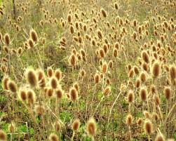 Attēlu rezultāti vaicājumam “Dipsacus fullonum flower”