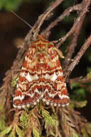 Attēlu rezultāti vaicājumam “Anarta myrtilli larva”