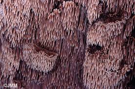 Attēlu rezultāti vaicājumam “Gloiodon strigosus”