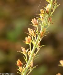 Attēlu rezultāti vaicājumam “Veronica austriaca subsp. teucrium flower”