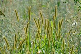 Attēlu rezultāti vaicājumam “Setaria glauca”