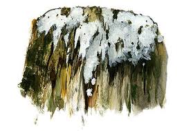 Attēlu rezultāti vaicājumam “Perenniporia medulla-panis”