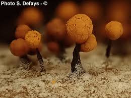 Attēlu rezultāti vaicājumam “Cribraria rufa spores”