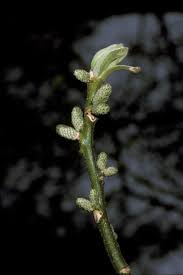 Attēlu rezultāti vaicājumam “Juglans x sinensis”