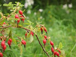 Attēlu rezultāti vaicājumam “Rosa glabrifolia”