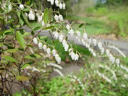 Attēlu rezultāti vaicājumam “Chamaedaphne calyculata flower”