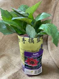 Image result for Dahlia `Red Skin`